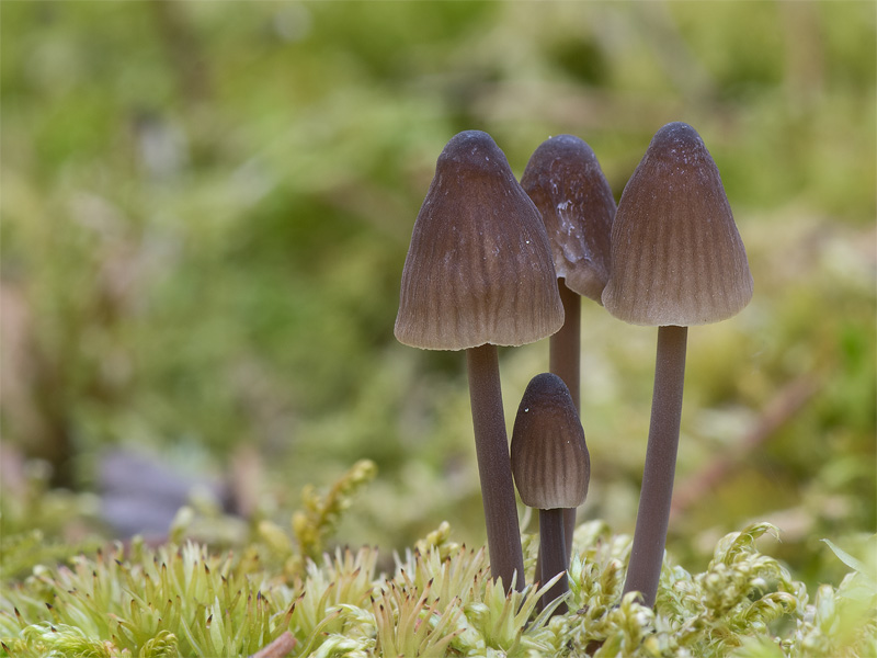 Mycena silvae-nigrae